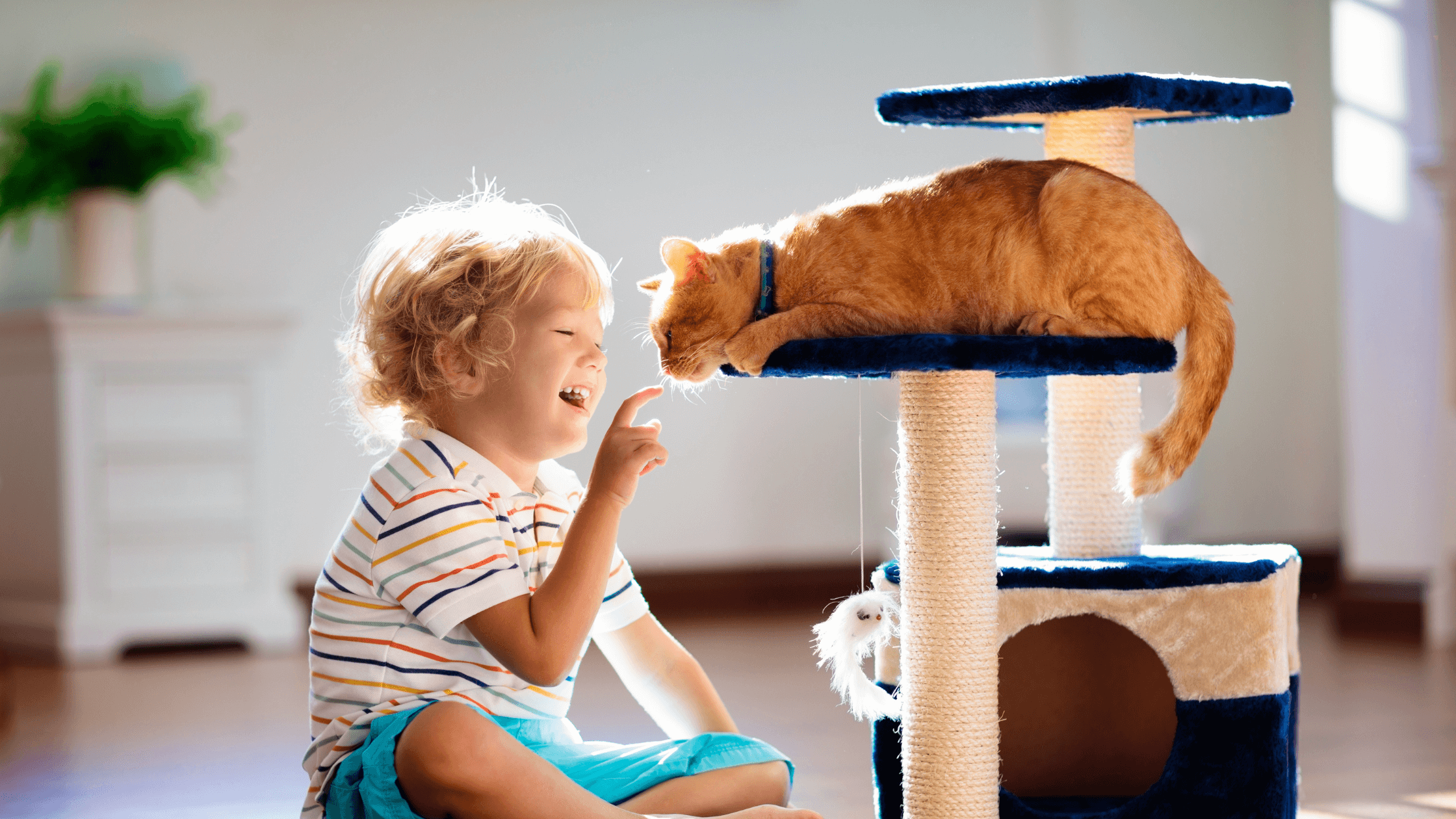 Residential Cleaning: A Healthier Home